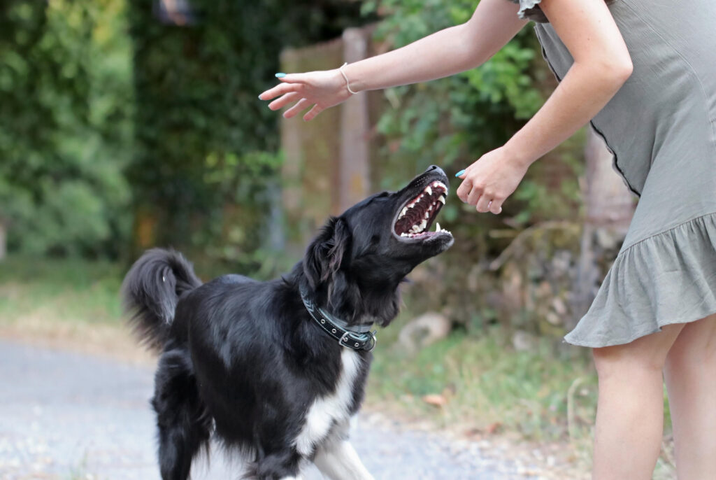 ggressive dog lunging at a person in Philadelphia, highlighting the need to understand Pennsylvania dog bite laws.